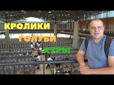 Видео: Обзор выставки кроликов, голубей и кур в Чехии