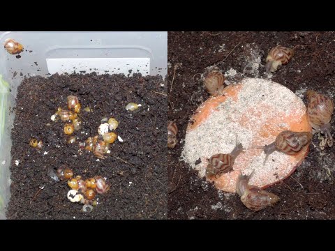 Видео: Улитки ахатины 0-30 дней. Размножение улиток ахатин в домашних условиях