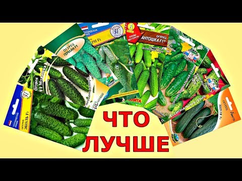 Видео: КАК выбрать СЕМЕНА ОГУРЦОВ? Какой сорт лучше?
