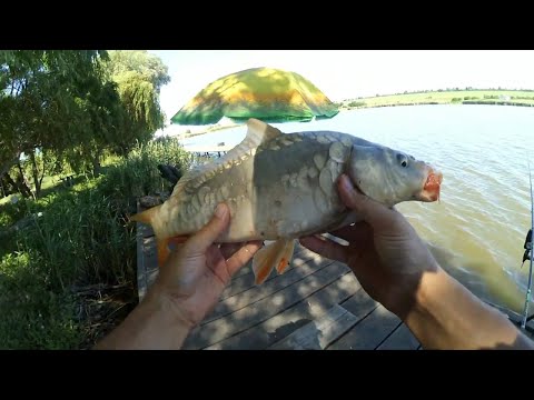 Видео: ШОК!!! Карп в жару клюёт с каждого заброса. Ловля карпа на flat.