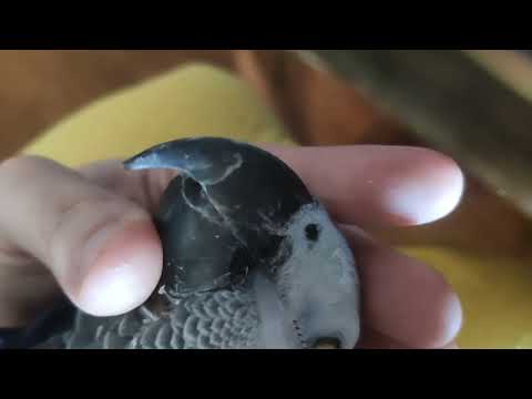 Видео: Как дать лекарство попугаю?