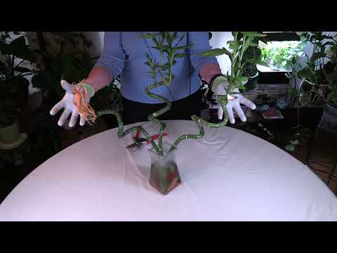 Видео: Как обрезать счастливый бамбук