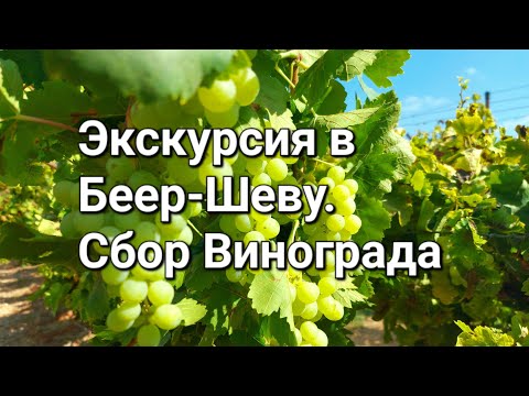 Видео: Экскурсия в Беер-Шеву.Парк Озера Беер-Шевы/Виноград#путешествия #naturebeauty #парк