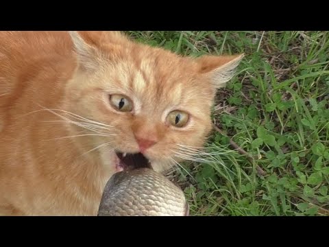 Видео: КОШКУ НАКОРМИЛИ, КАРАСЕЙ НАЛОВИЛИ! Рыбалка НА УДОЧКУ!