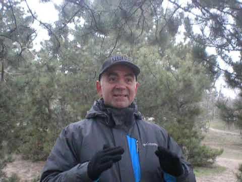 Видео: Вин Чун. Нюансы в практике Siu Lim Tao( часть 1).