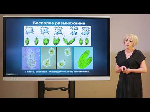 Видео: 7 класс. Биология.  Жизнедеятельность простейших