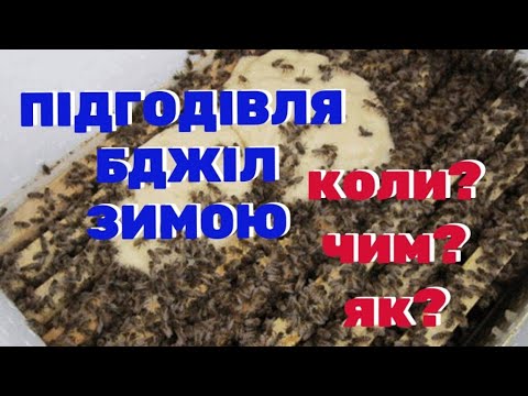Видео: Коли варто давати бджолам КАНДІ