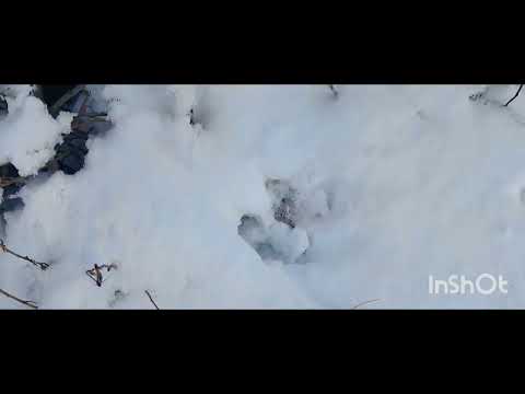 Видео: Охота на куницу 2024-25г. Проверка второго путика.