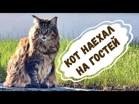 Видео: Кот Вилли наехал на гостей