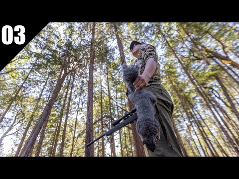 Видео: В лесной чаще — Охота на серую белку | 2025 EP.03