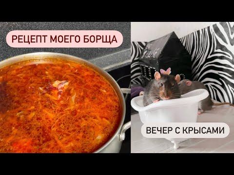 Видео: День с крысами 🐀 | Рецепт моего борща 🍲