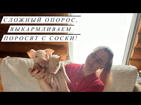 Видео: Нас показали по телевидению! Как прошел опорос!Новости Молодой фермы!