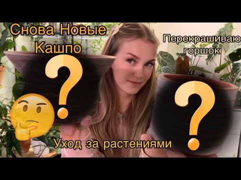 Видео: Цветочный ВЛОГ/ Снова НОВЫЕ КАШПО/ Уход