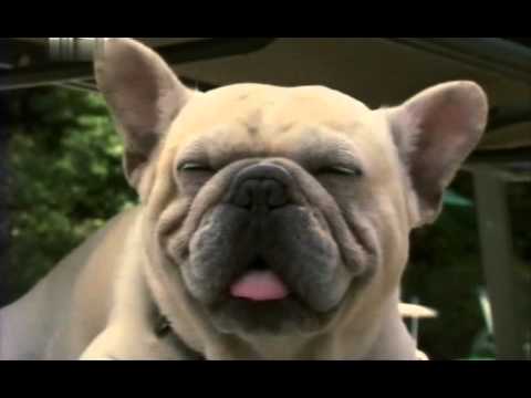 Видео: Французский бульдог - смешной и очаровательный.avi