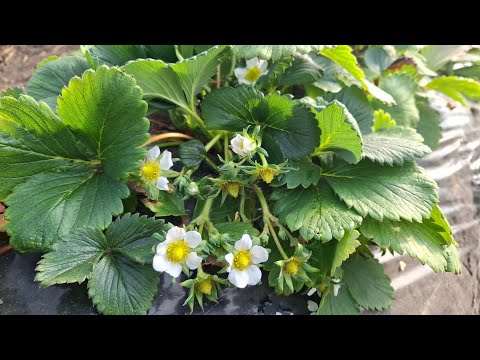 Видео: Клубника Сольхянг. 11 февраля 2025.