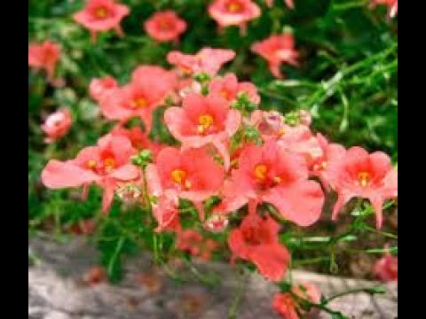 Видео: Диасция посадка в кашпо .3 способа  размножить Диасцию.