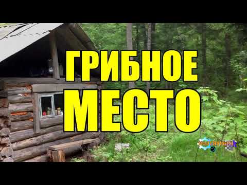 Видео: ГРИБНОЕ МЕСТО | ДЕД И МЕНТ | ЖИЗНЬ В ТАЙГЕ