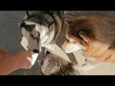 Видео: Смешные хаски пьют кофе  #alaskanmalamute  #husky #видеоприколы