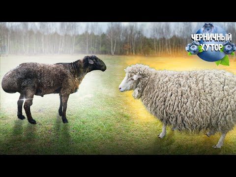 Видео: Удивительные роды. Овца была как бочка, кого же она родила?