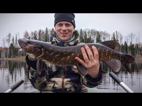 Видео: Рыбалка в Карелии осенью. Воблеры CHIMERA