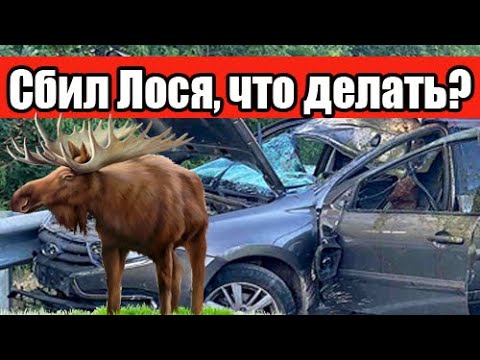 Видео: Сбил лося! Сколько и кому платить? Почему Водитель Должен Платить За Сбитого Лося