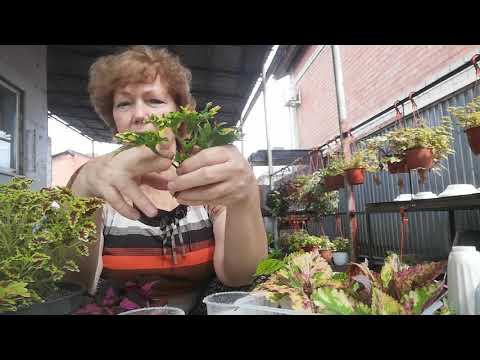 Видео: Как сохранить зимой колеусы вегетативные.