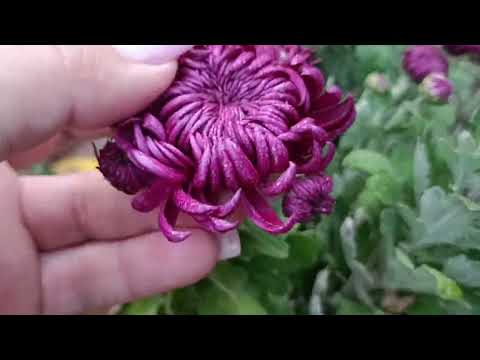 Видео: Ноябрь не время грустить, время любоваться хризантемами