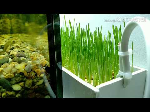 Видео: Живой задний фон аквариуму из пшеницы/Live Wheat Aquarium Background