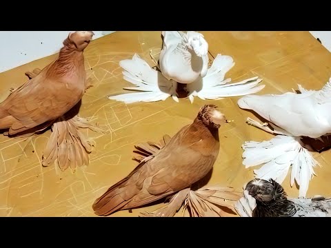 Видео: Он за каждого просит $1000 баксов! Двухчубые голуби. Tauben. Pigeons. Palomas. Pombos.