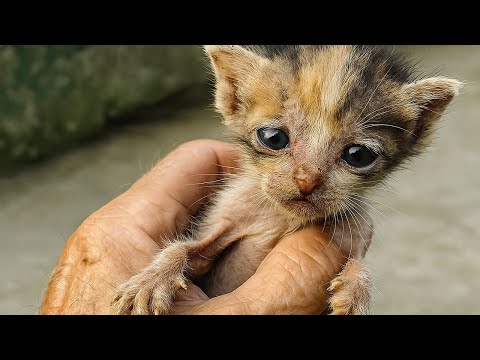Видео: Котёнок еле дополз до ног мужчины и замер... Стоило поднять его он вцепился как в последнюю надежду