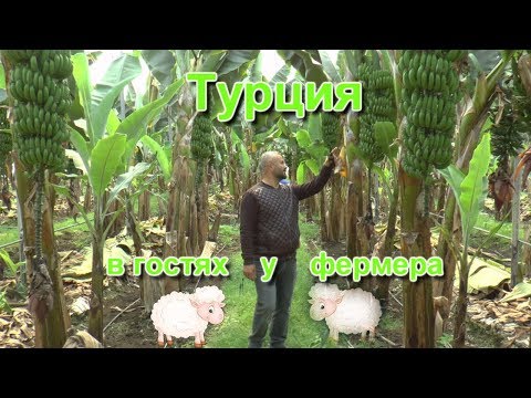 Видео: Турция. В гостях у фермера.