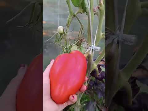 Видео: СИБИРЬ. Томатный обзор√2, в теплице.