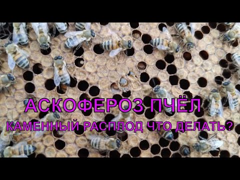 Видео: Беда на пасеке подцепил каменный расплод что делать ✅😟🐝