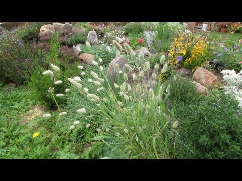 Видео: Элегантный злаковый однолетник – зайцехвост: выращивание  и уход