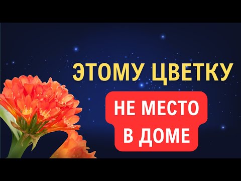 Видео: Какие цветы нельзя держать в доме и почему | Приметы и суеверия