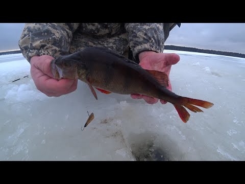 Видео: Эстонский комбайн. Блесна Топорик. Плотва. Судак. Окунь. Рыбалка в Комарово.