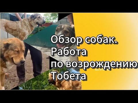 Видео: Обзор собак. Работа по возрождению Тобета (Тайм коды в описании)