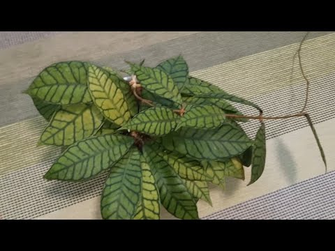 Видео: /Комнатные растения/Правда о хойе Калимантан/Нужна ли она вам?!/🤷🏻‍♀️💕