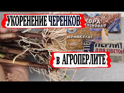 Видео: 🍇 Что круче! Агроперлит, Сосновая кора, Вермикулит? В чем черенки винограда укореняются лучше?