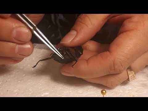Видео: Как расправлять жуков