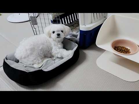 Видео: Щенок, который заботится о еде, таким образом сделать миску быстро!