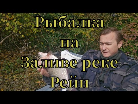Видео: Активная рыбалка🎣 на заливе реке Рейн клюнул подлещик #рыбалка #angeln #fishing #pêche #pescado #лещ