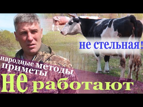 Видео: ждали отел ! оказалась не стельная.