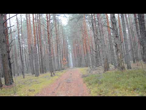 Видео: Белорусские гончаки и бигль гонят косулю.