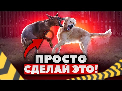 Видео: Как правильно знакомить собак? Агрессия на других собак: что делать?