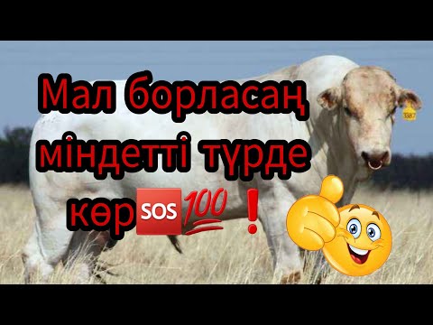 Видео: Мал борласаң міндеттітүрде көрМал борласаң міндетті түрде ИвермекМал борласаң міндетті