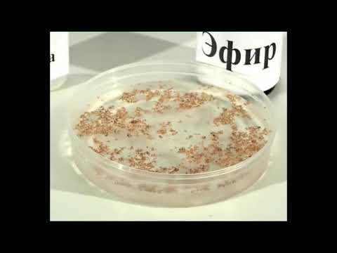 Видео: Беттик тартылуу