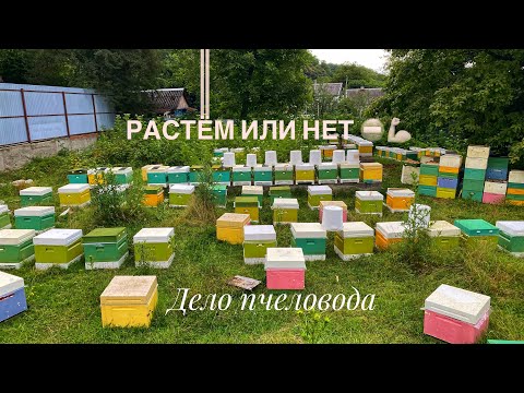 Видео: Пчеловодство начало сезона 2023. Сбежали от потравы рапса, работа на этот год .