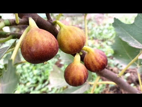 Видео: Очень достойный и вкусный инжир сорт"Неаполитанский" Тел,WhatsApp и Viber : 8-918-43-794-43