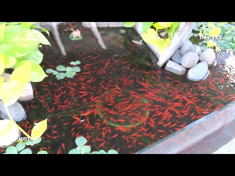 Видео: Аквариум (Меченосец Рубиновый) через 4 месяцев